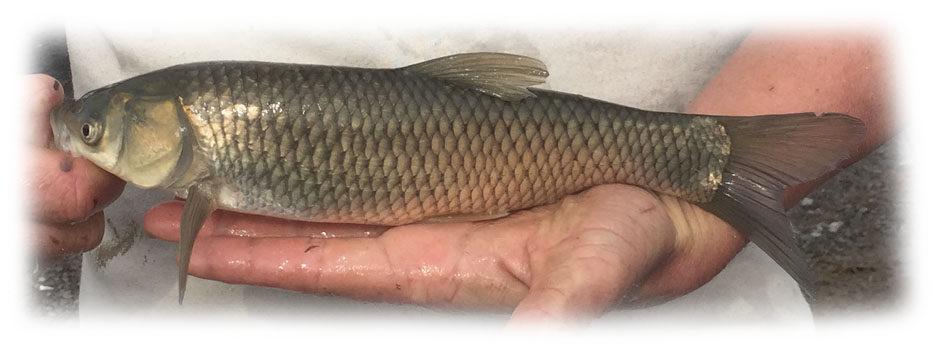 Grass Carp Info – ALABAMA FISH AND POND