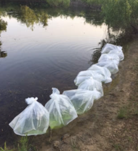 Pond Stocking Bags of Fish At Pond Edge