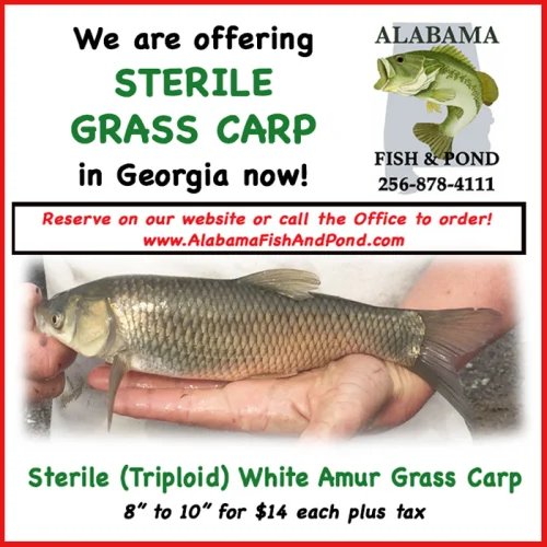Sterile CARP For Sale in GA