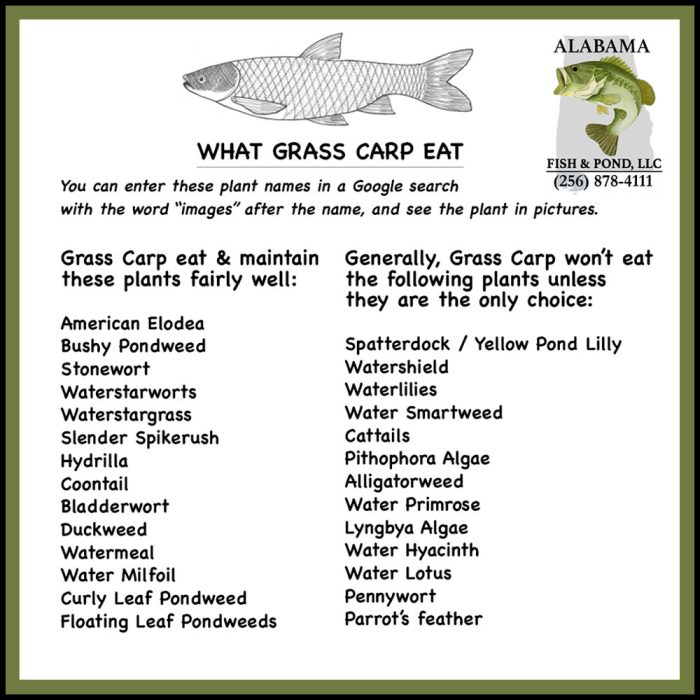 AD What Grass Carp Eat