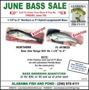 June Bass Sale