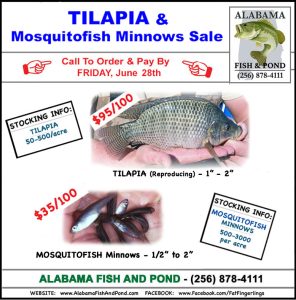 Tilapia and Mosquitofish Minnows Sale - 2024