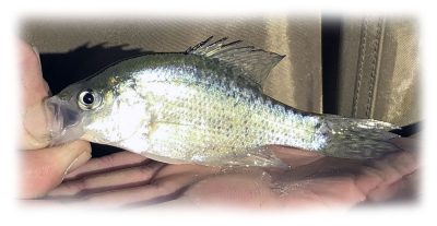 Hyb Crappie in hand-150-4