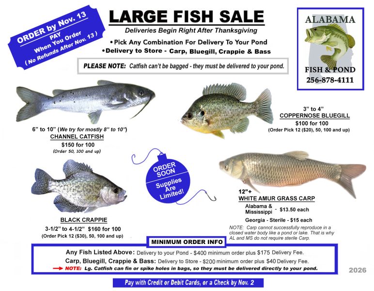 Large Fish Sale