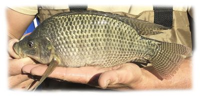 Tilapia for Pond Stocking