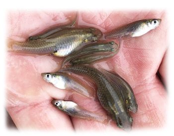 Mosquitofish Minnows in Hand