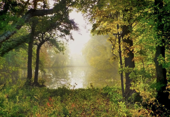 How to stock a pond