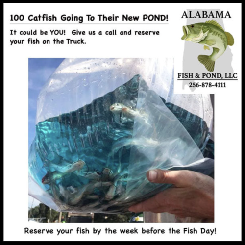 Channel Catfish For You!