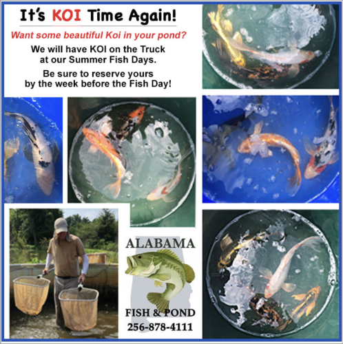 Order KOI with Alabama Fish and Pond