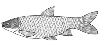 z Fish Dwg CARP