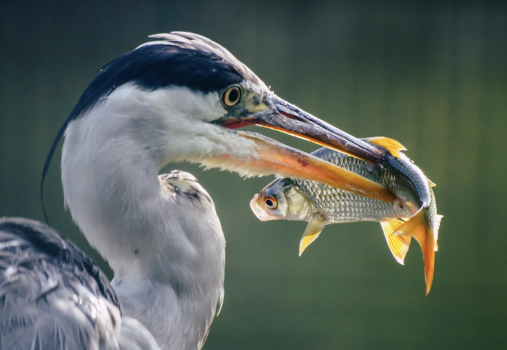 z Heron w Fish